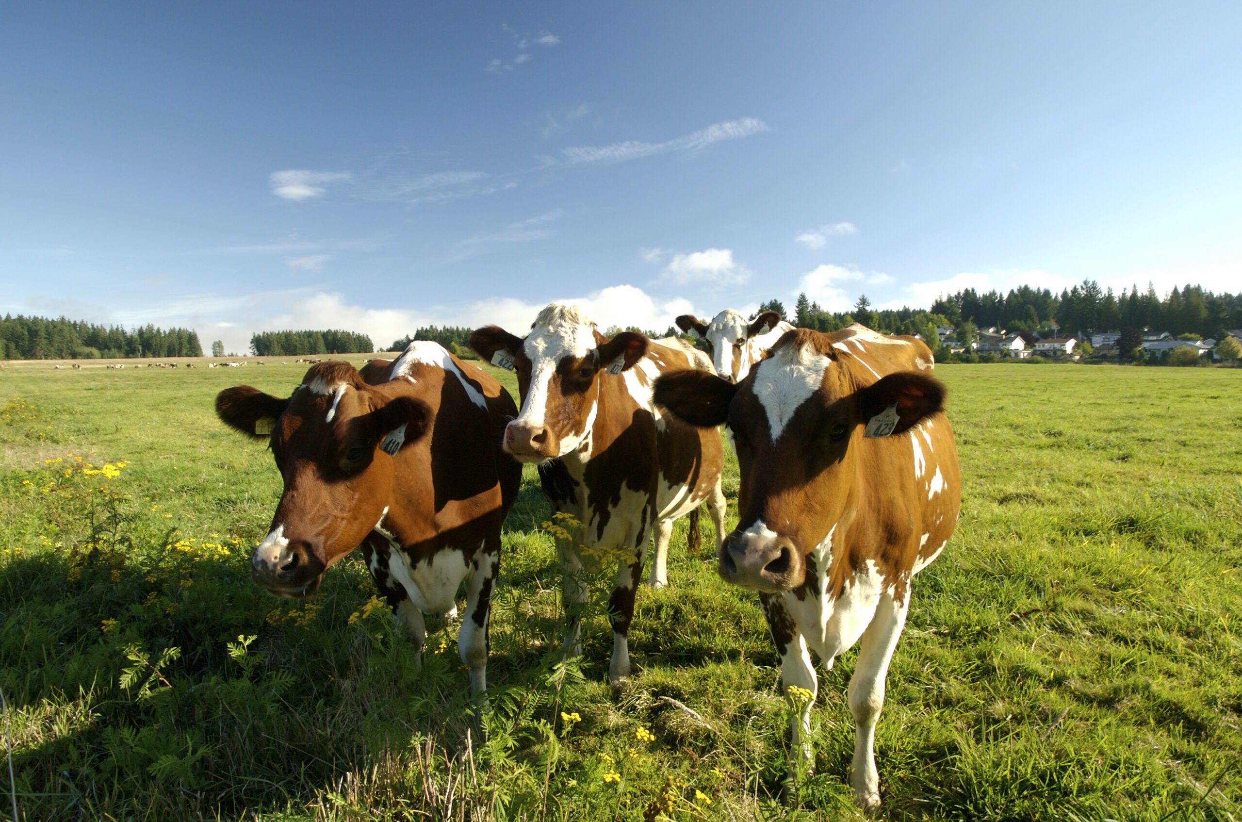 Grass-fed cows at Tree Island Yogurt's Comox Valley farm